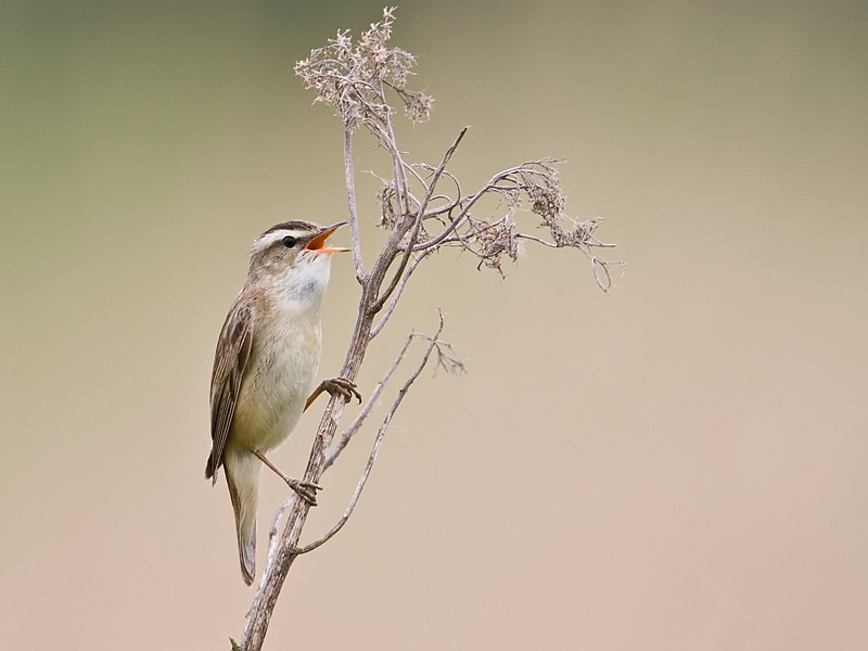 Acrocephalus schoenobaenus Rietzanger Sedge Warbler